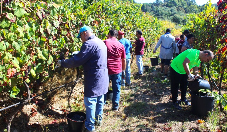 Realização da Vindima, na Quinta de Vinhais