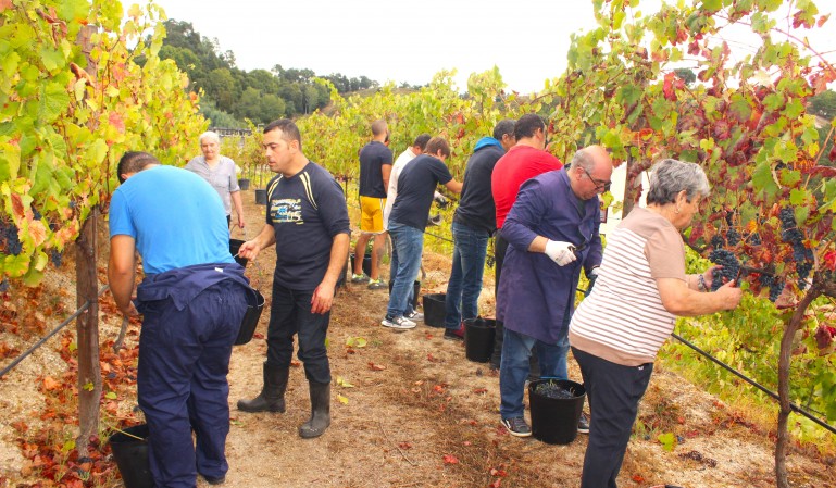Realização da Vindima, na Quinta de Vinhais