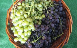 Uvas Brancas e Uvas Pretas
